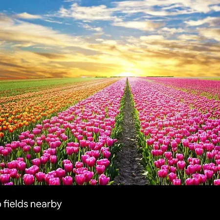 Cozy Family House With Spacious Garden In The Nature Near Amsterdam Vijfhuizen